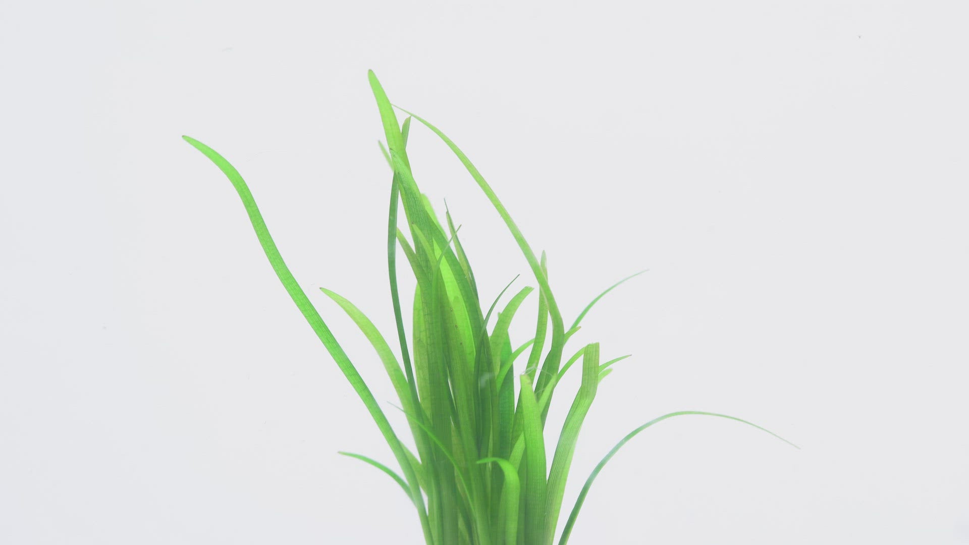 Sagittaria Subulata