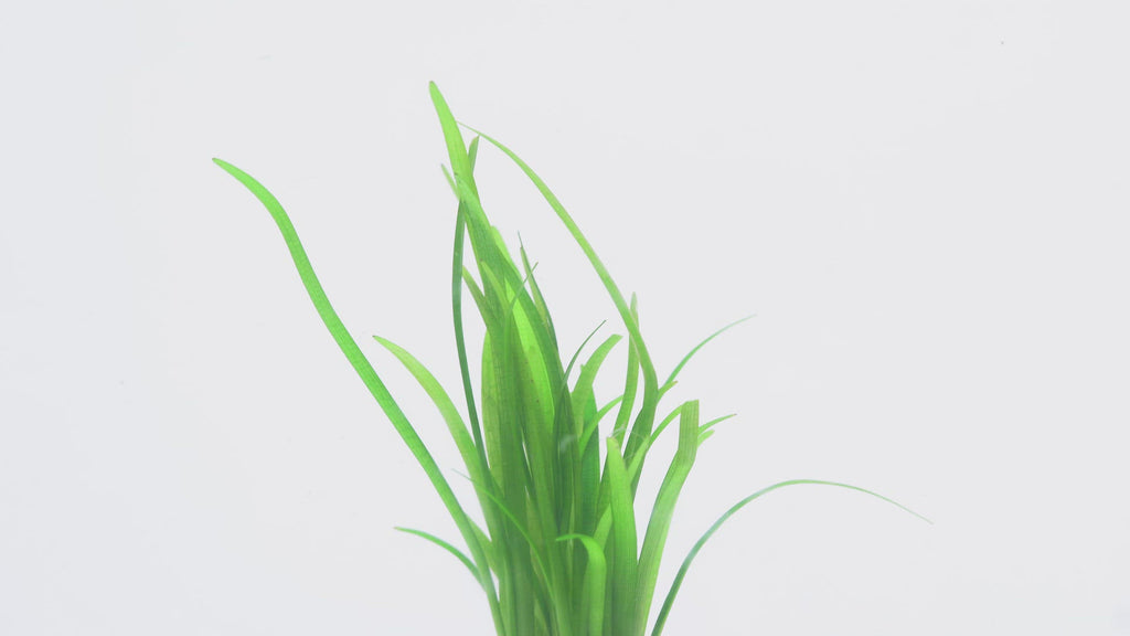 Sagittaria Subulata