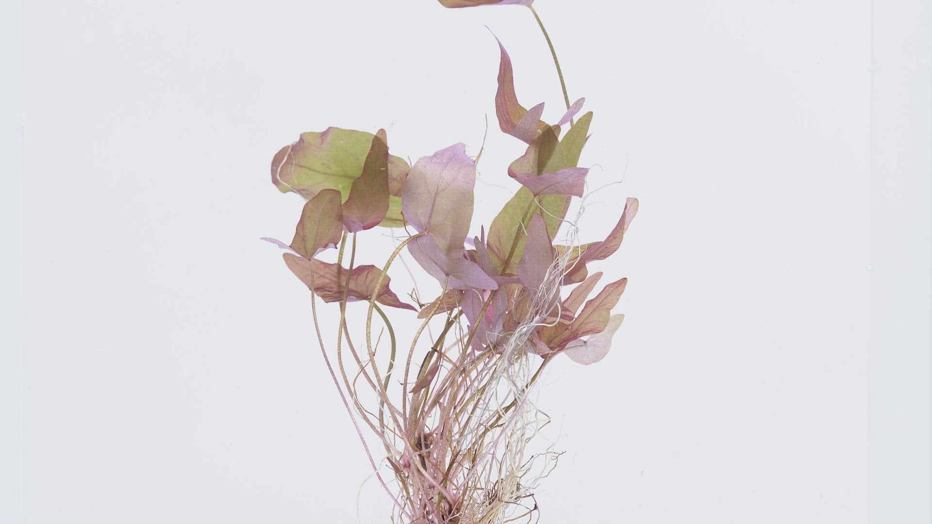 Shop Nymphaea Stellata Aquatic Plants - Glass Aqua