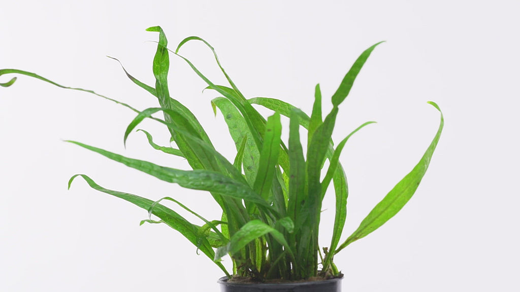 Shop Microsorum Pteropus Philippine Mini Aquatic Plants - Glass Aqua