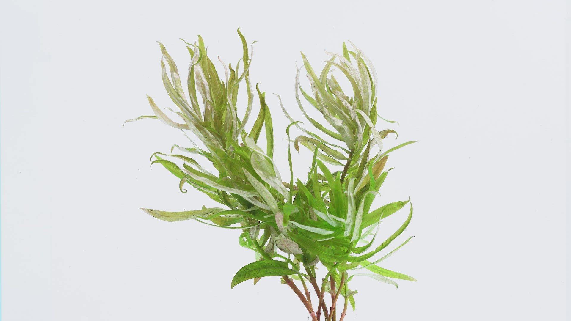 Shop Nesaea Crassicaulis Aquatic Plants - Glass Aqua
