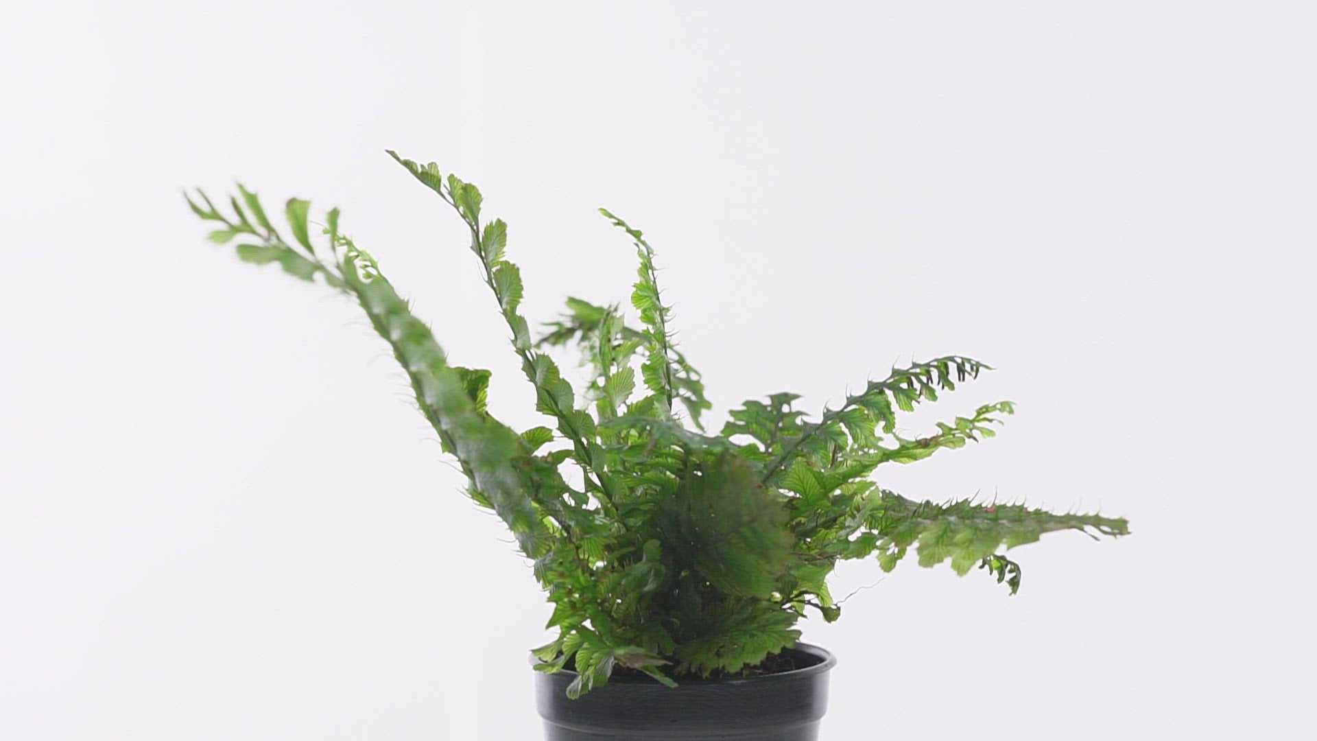 Trichomanes Javanicum Fern Rare Terrarium Vivarium House Plant