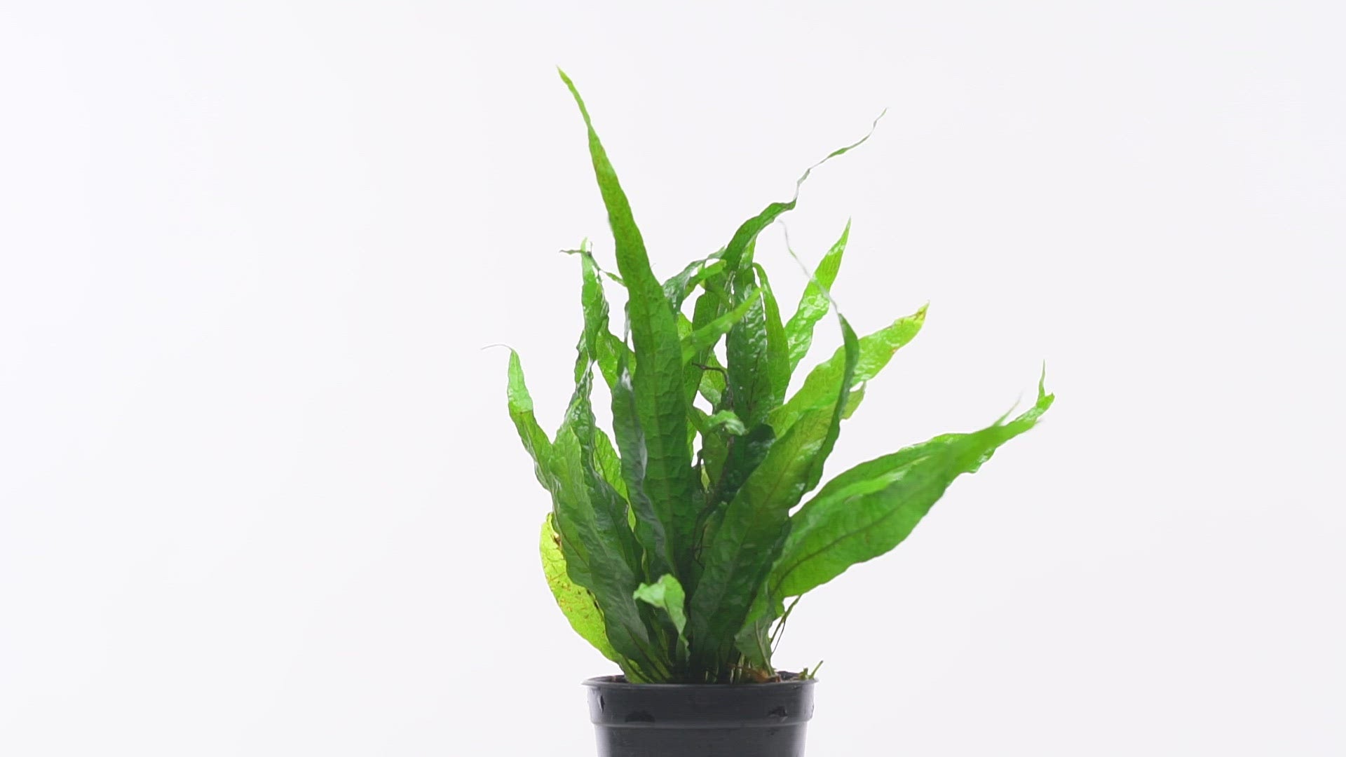 Shop Microsorum Pteropus Petite Aquatic Plants - Glass Aqua