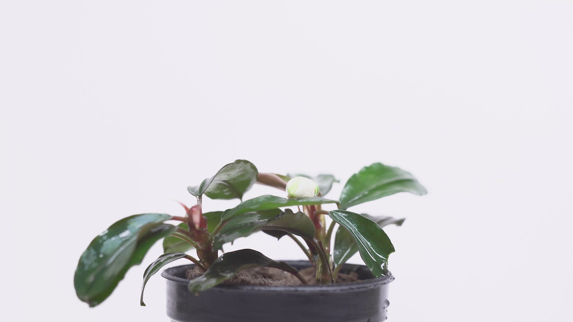 Shop Bucephalandra Theia Aquatic Plants - Glass Aqua