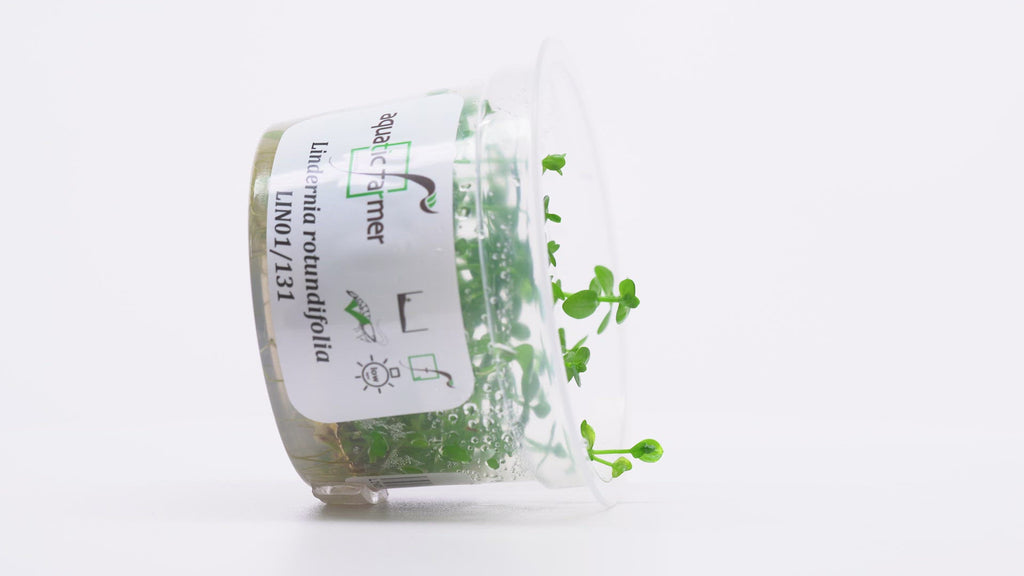 Shop Lindernia Rotundifolia Aquatic Plants - Glass Aqua