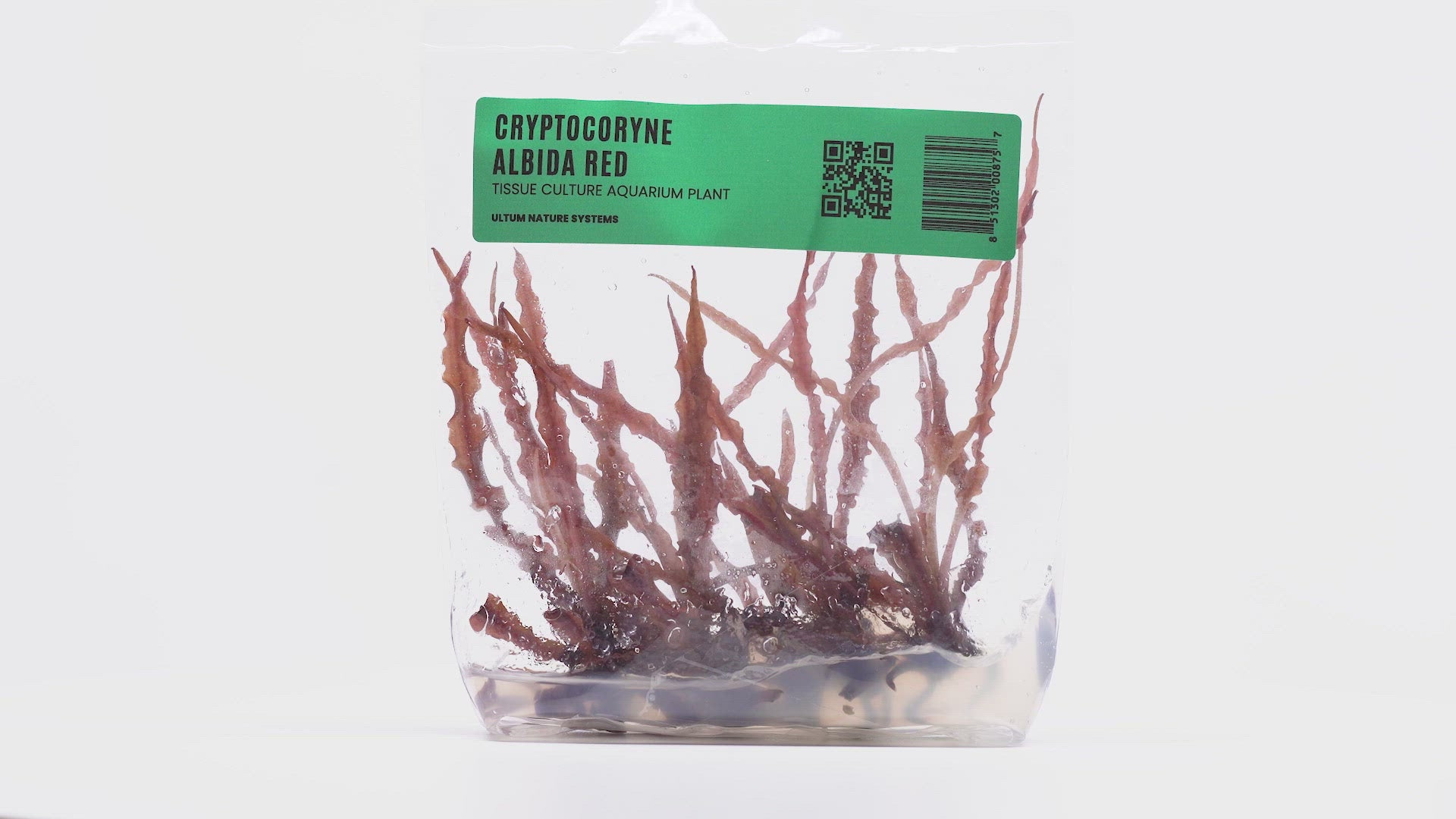 Cryptocoryne Albida Red Tissue Culture Rare Aquarium Plant