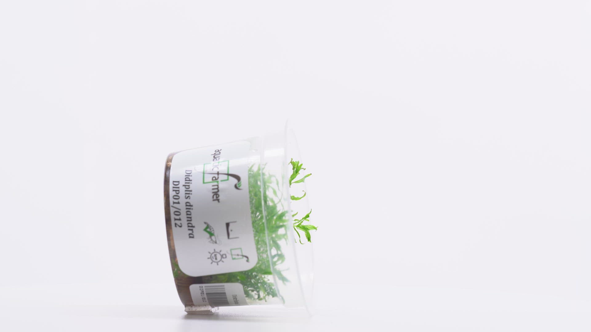 Shop Didiplis Diandra Aquatic Plants - Glass Aqua