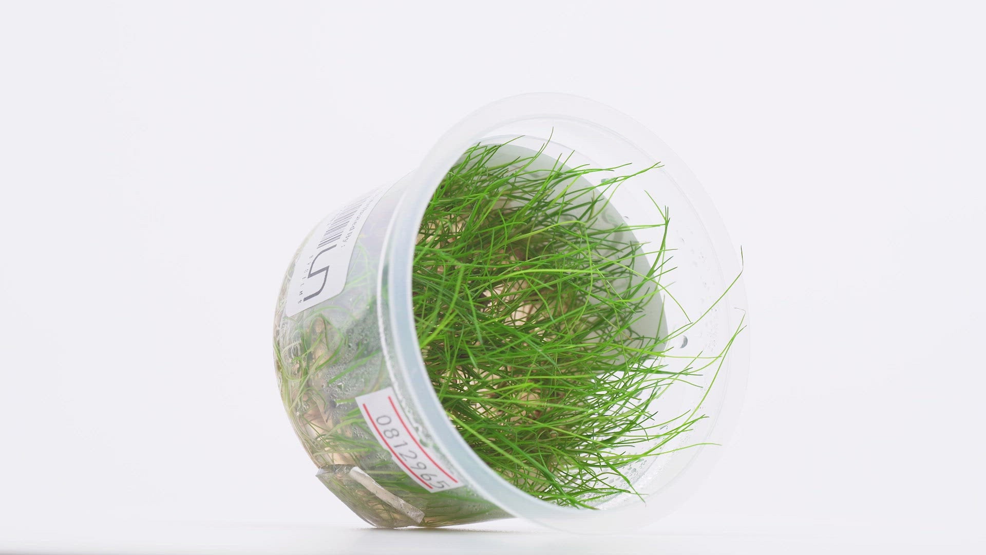Shop Eleocharis Pusilla Aquatic Plants - Glass Aqua
