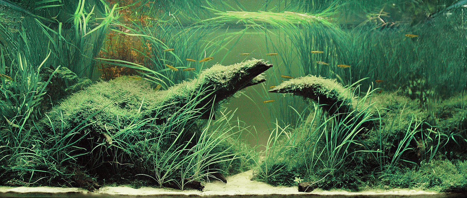 Manzanita Branch Wood - Glass Aqua