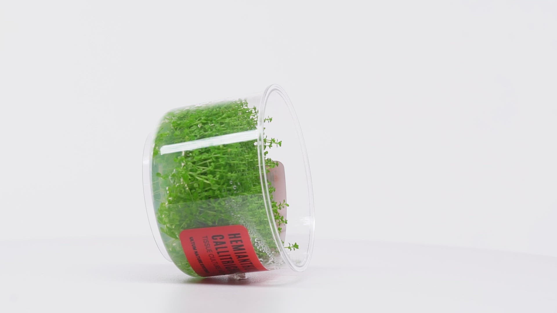 Hemianthus Callitrichoides ‘Cuba' - Glass Aqua