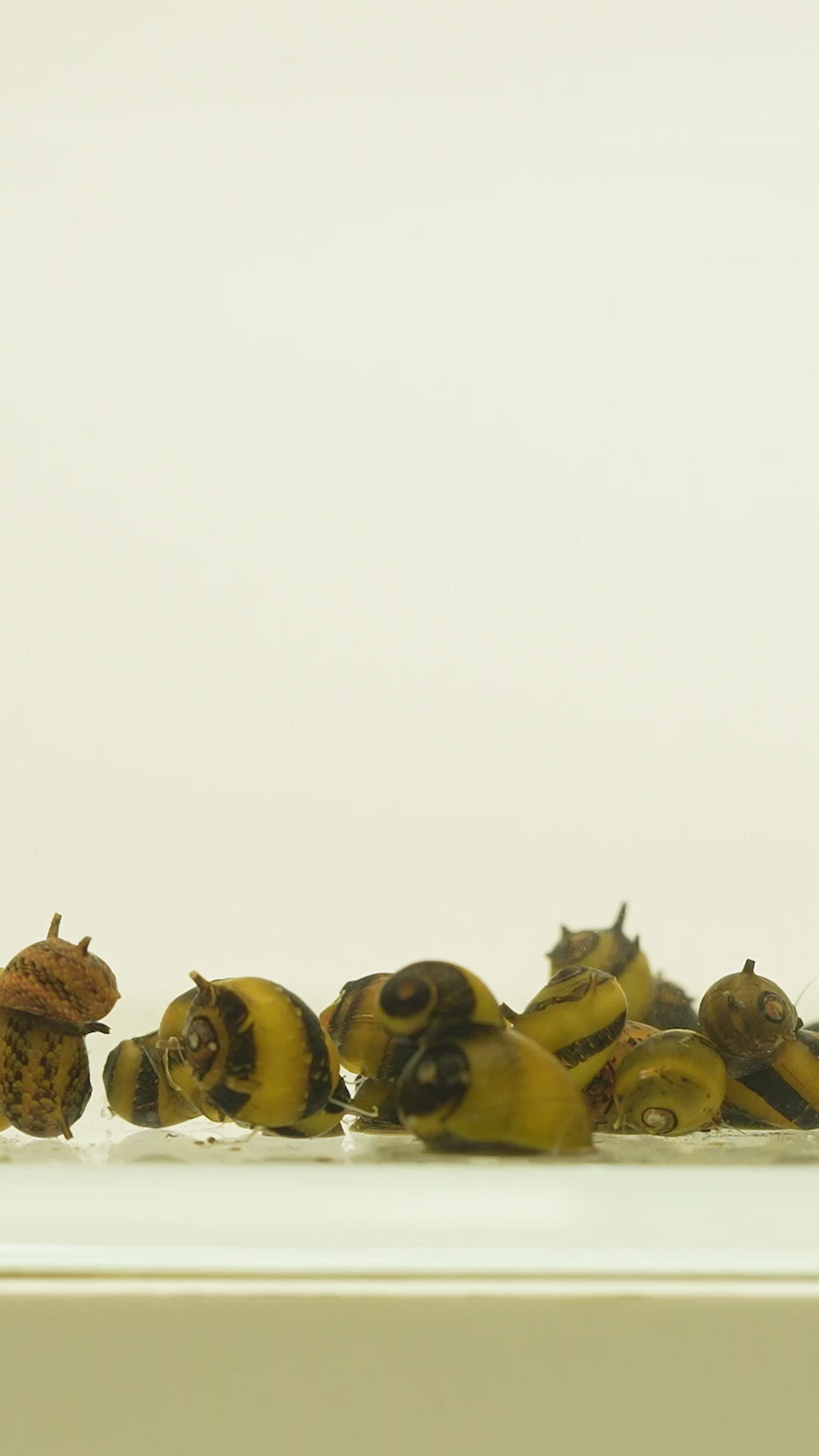 Horned Nerite Snail | Planted Aquarium Freshwater Snails - Glass Aqua