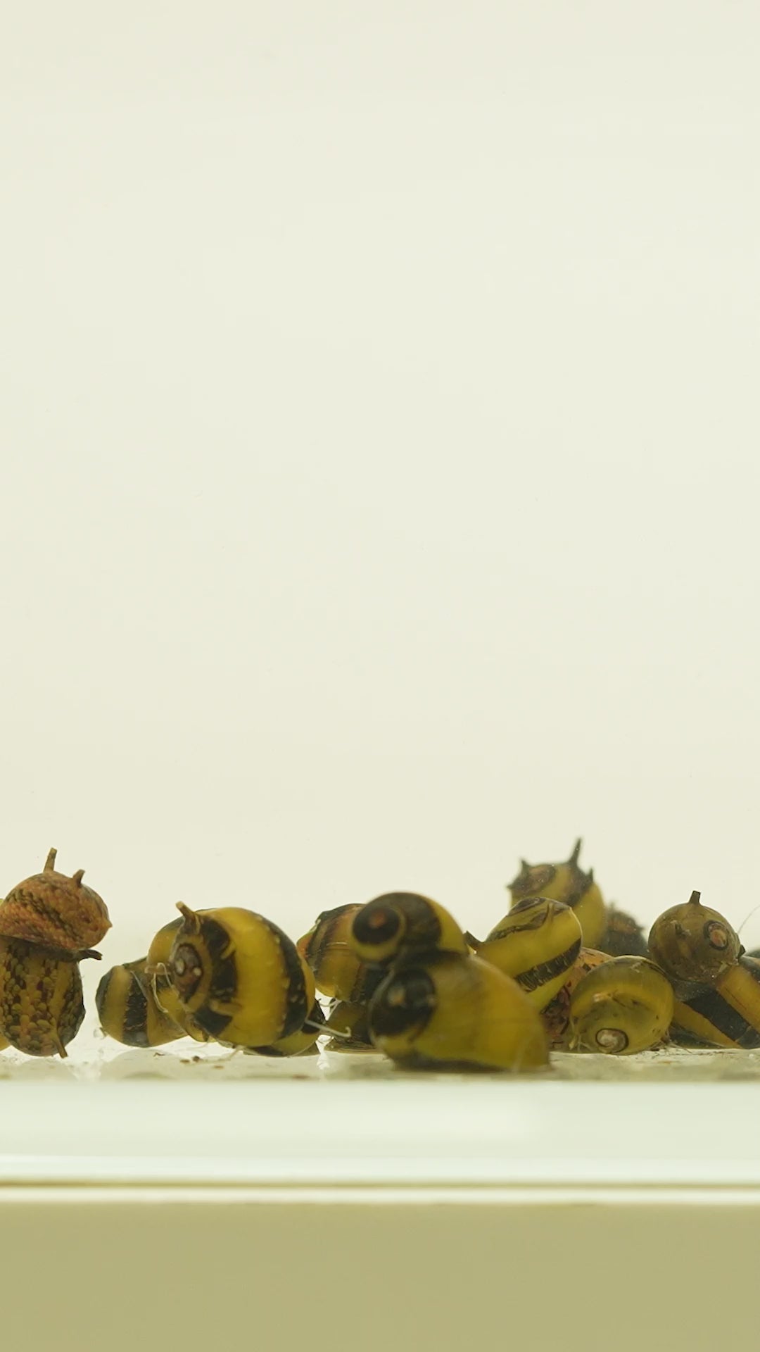 Horned Nerite Snail | Planted Aquarium Freshwater Snails - Glass Aqua