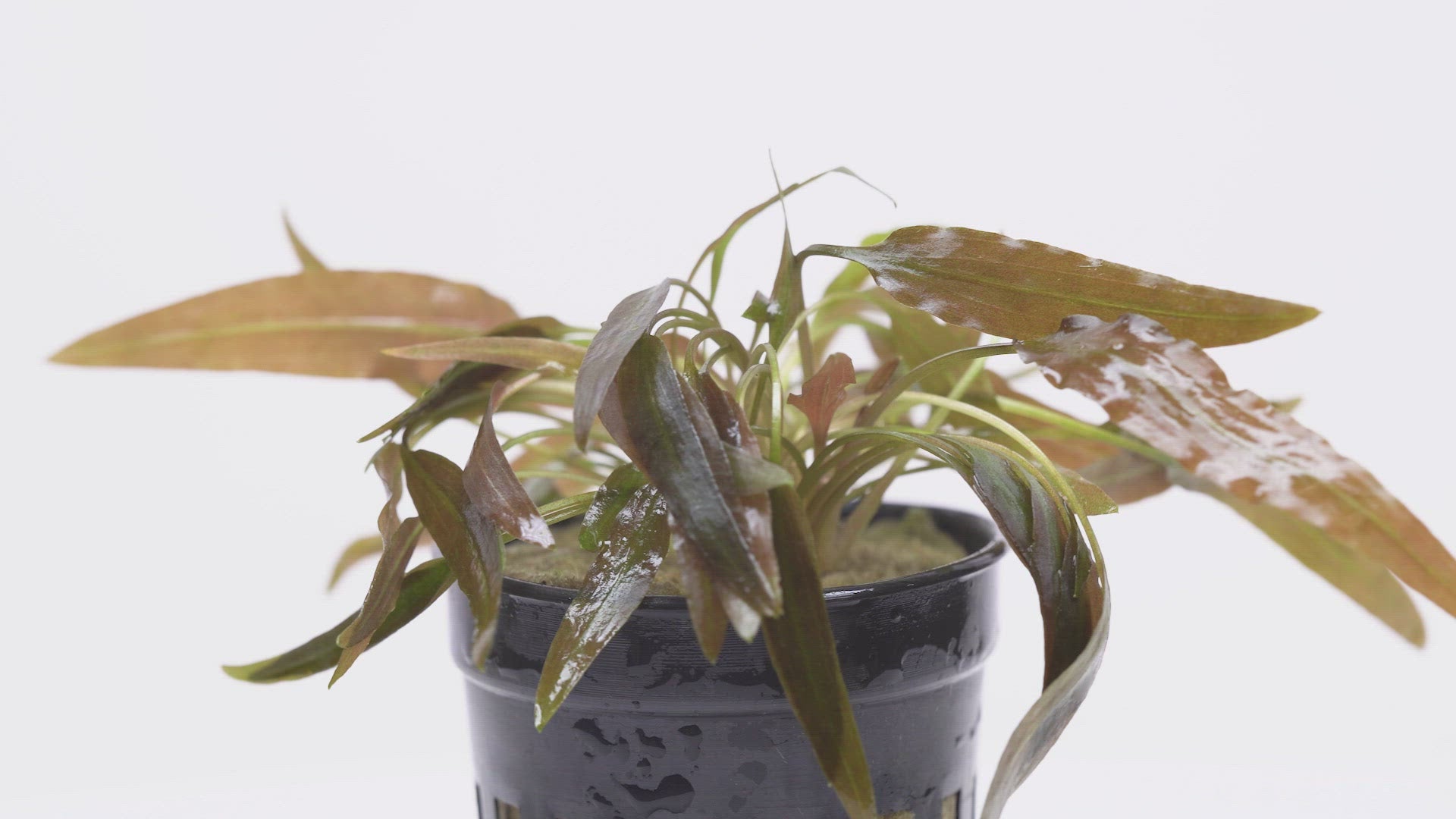 Cryptocoryne Axelrodi – Glass Aqua