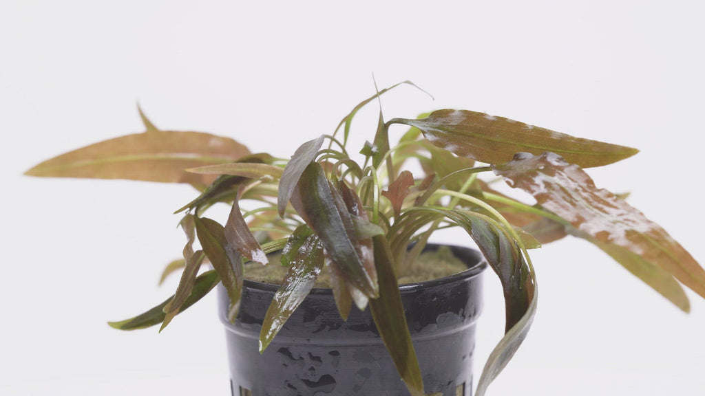 Cryptocoryne Axelrodi