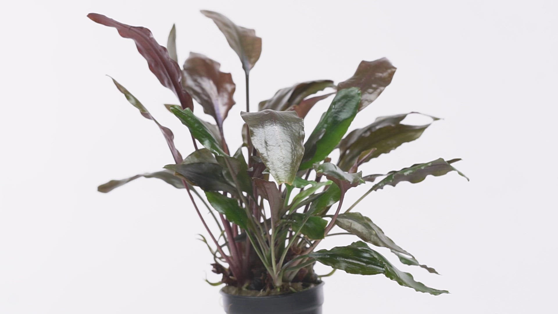 Cryptocoryne Cordata Blassii Easy Aquarium Plant for Planted Tank