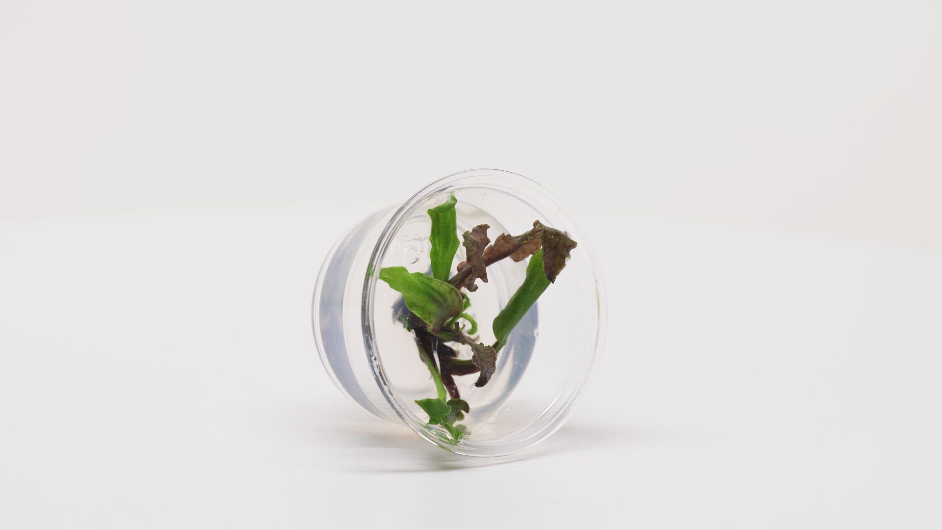 Cryptocoryne Schulzei Tissue Culture Aquarium Plant for Planted Tank