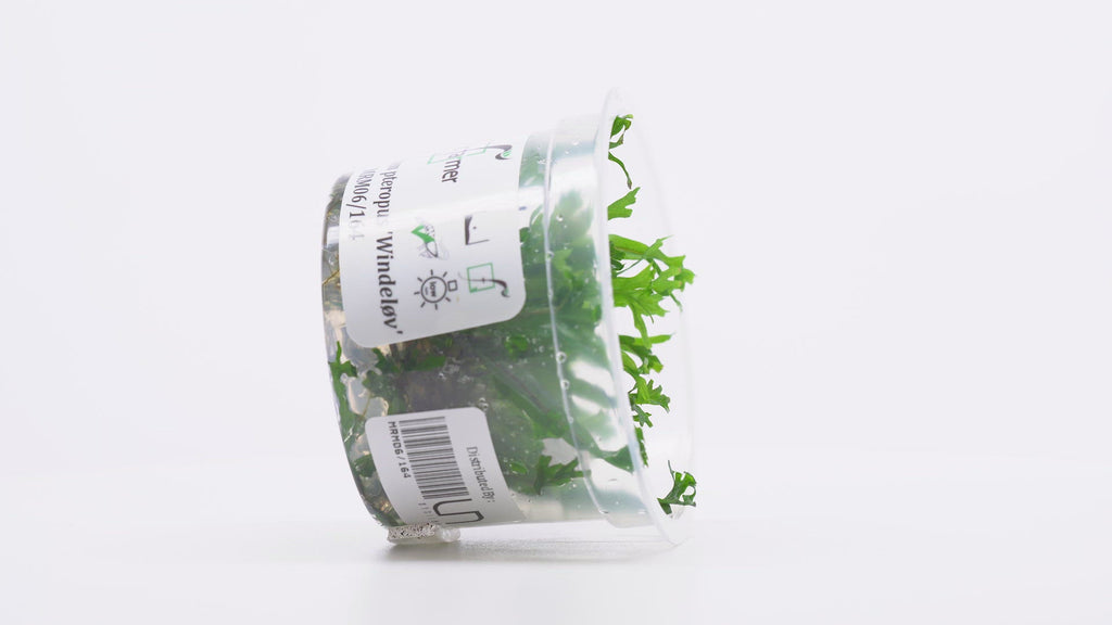 Java Fern Windelov Easy Beginner Aquarium Plant for Planted Tank