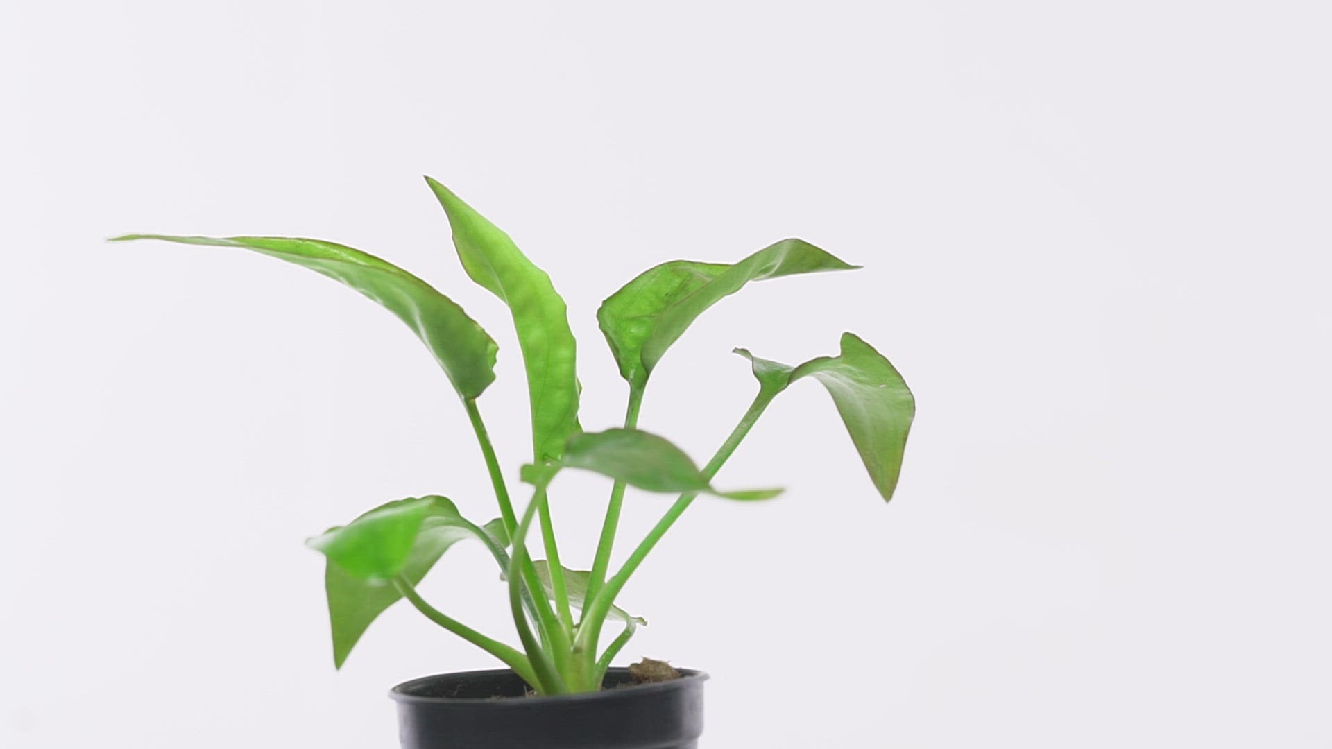 Cryptocoryne Pontederiifolia