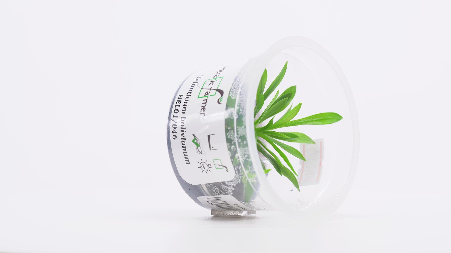 Shop Helanthium Bolivianum Aquatic Plants - Glass Aqua