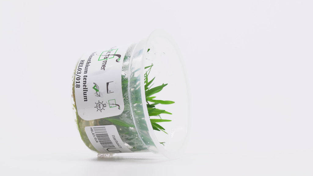 Shop Helanthium Tenellum Aquatic Plants - Glass Aqua