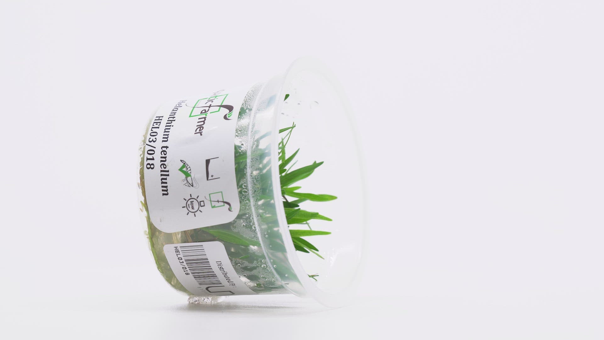 Shop Helanthium Tenellum Aquatic Plants - Glass Aqua