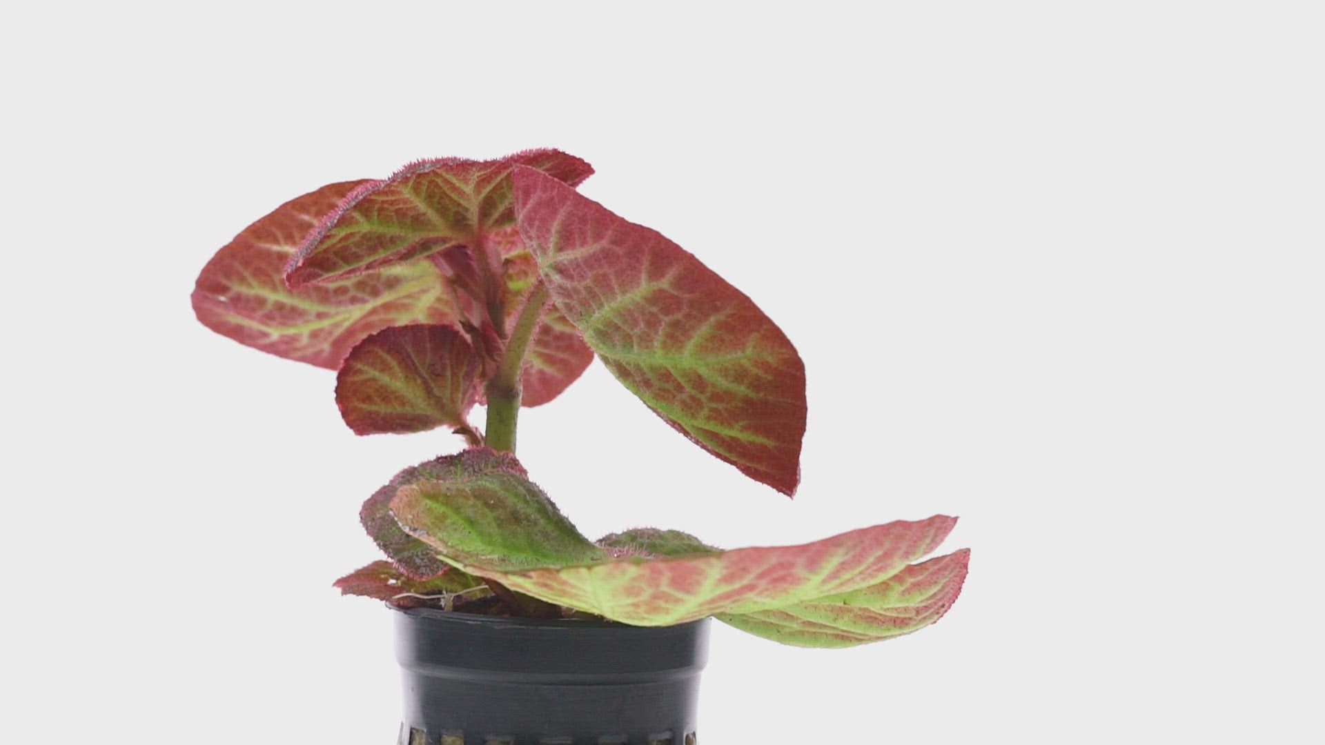 Begonia Soli Mutata Sun Changing Begonia Terrarium House Plant