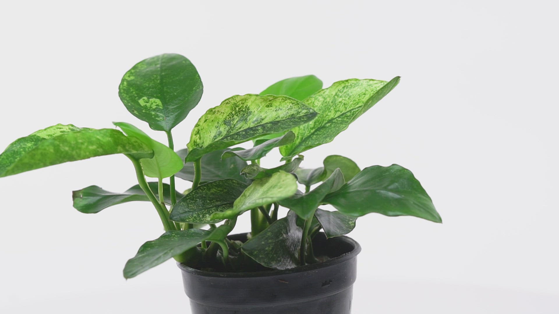 Anubias Nana Pinto - Glass Aqua