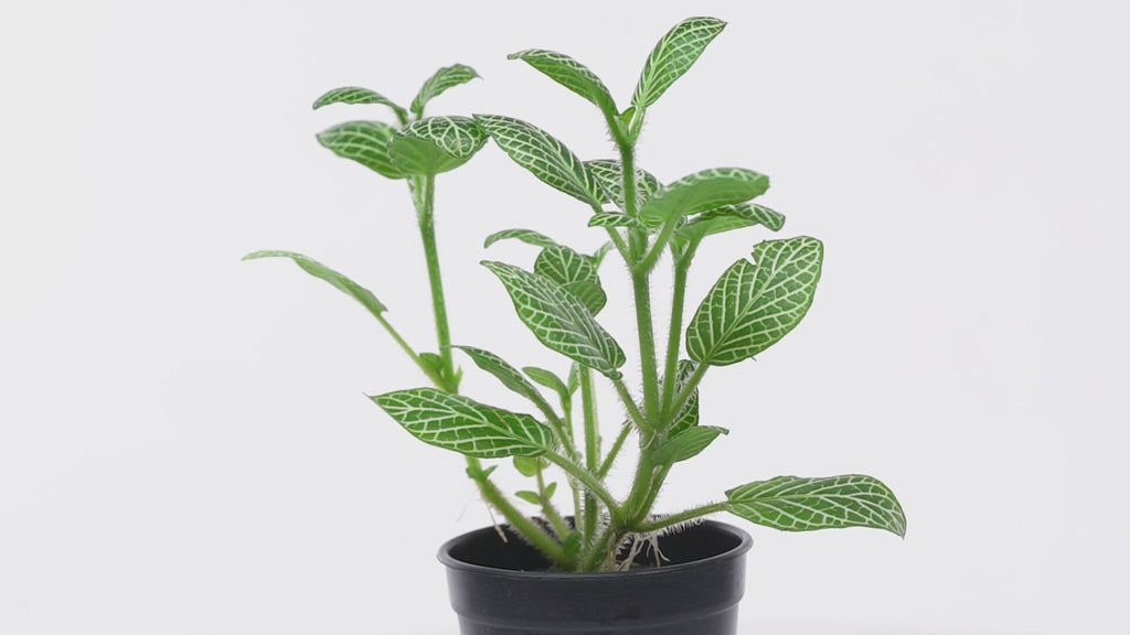 Fittonia Albivenis Easy Terrarium Vivarium House Plant and Wabi Kusa