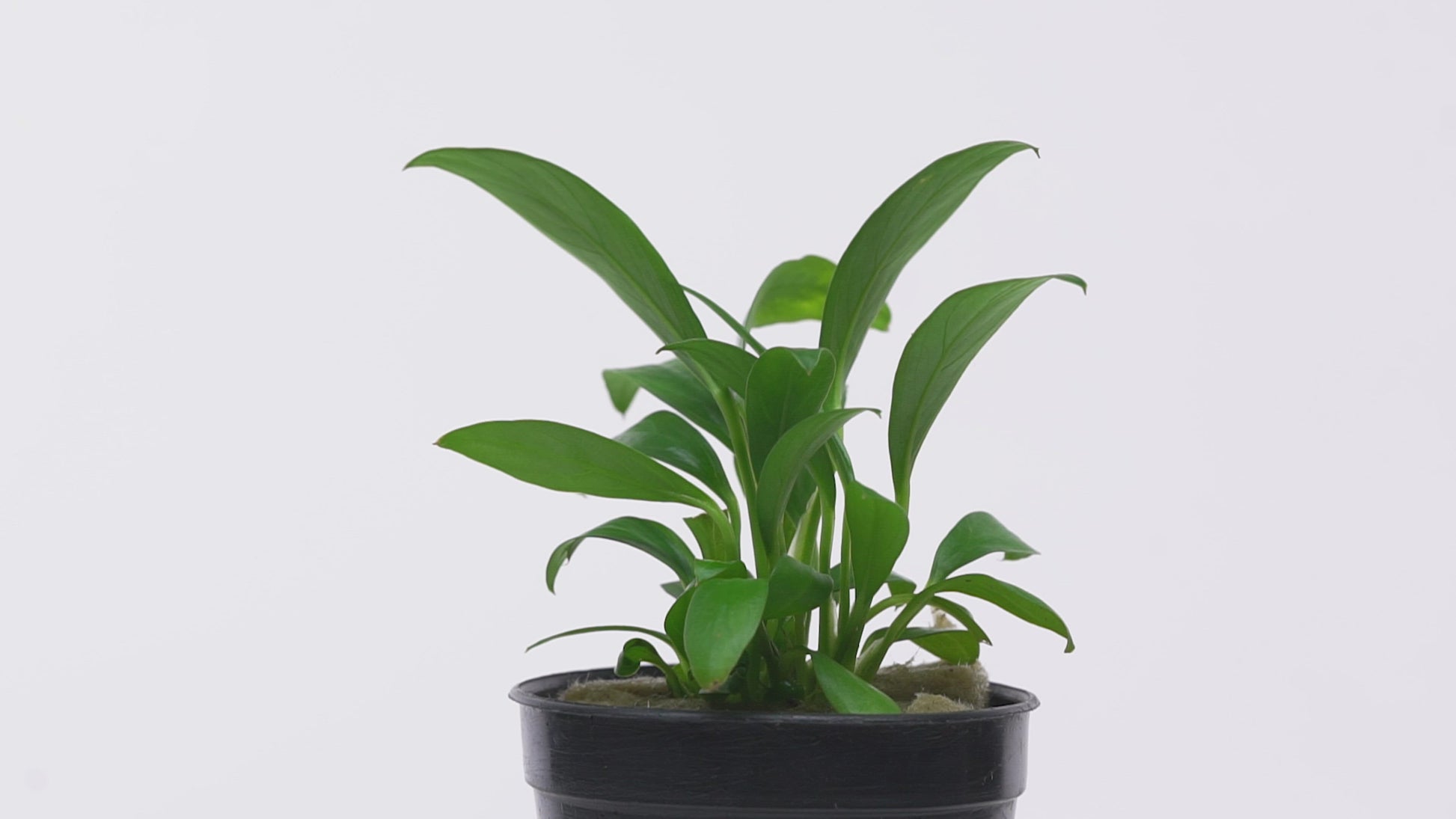 Anubias Congensis Mini - Glass Aqua
