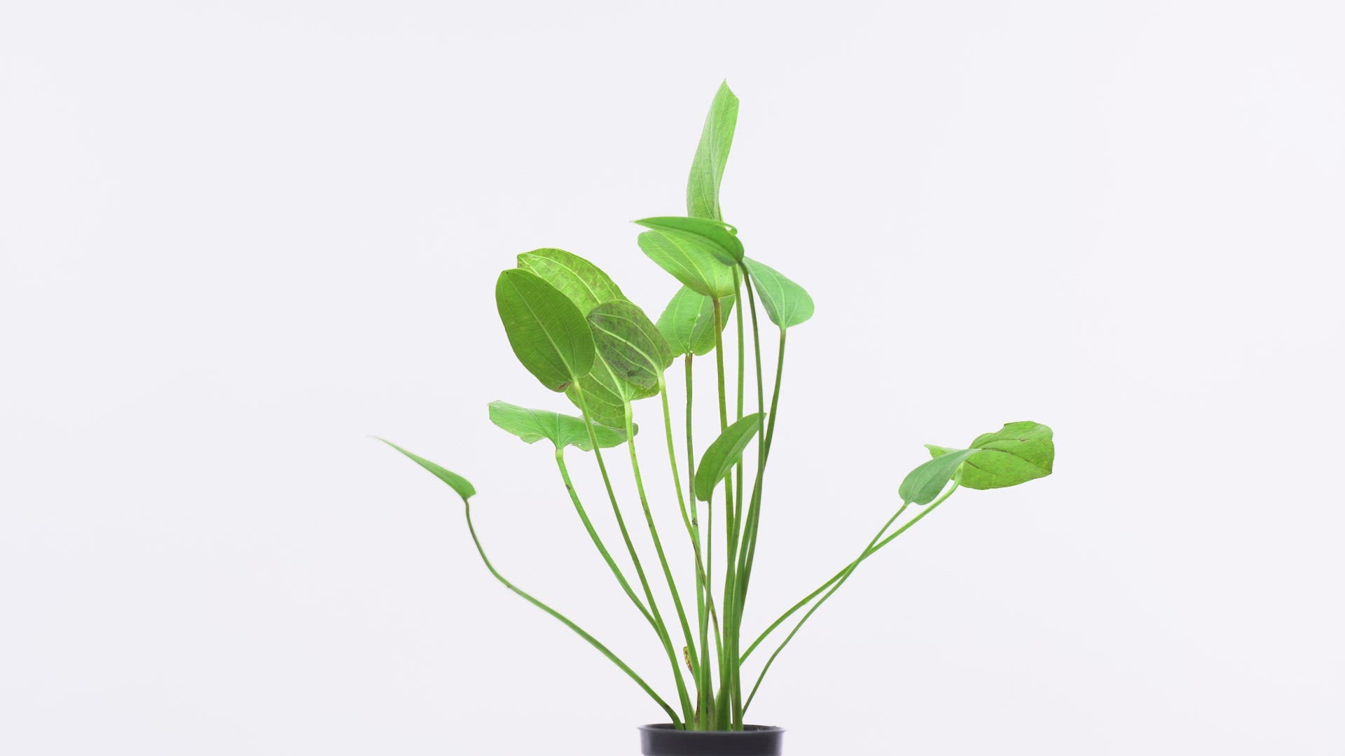 Echinodorus Tiger Green