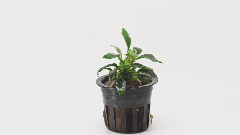 Anubias Chili Mini