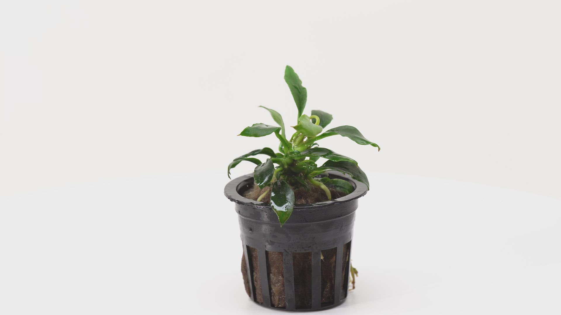 Anubias Chili Mini