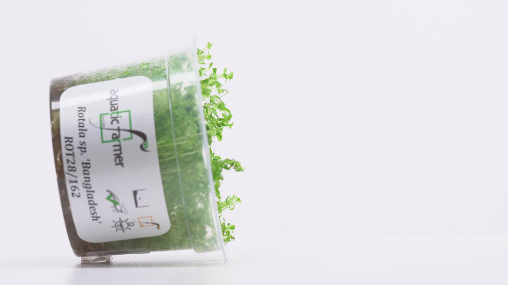Shop Rotala Bangladesh Aquatic Plants - Glass Aqua