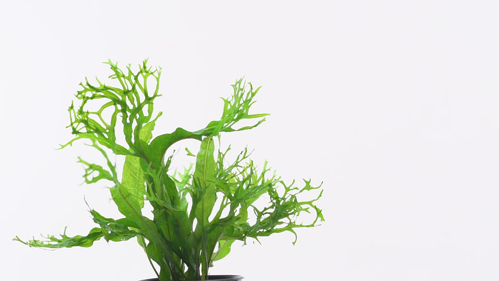 Microsorum Pteropus 'Windelov' - Glass Aqua