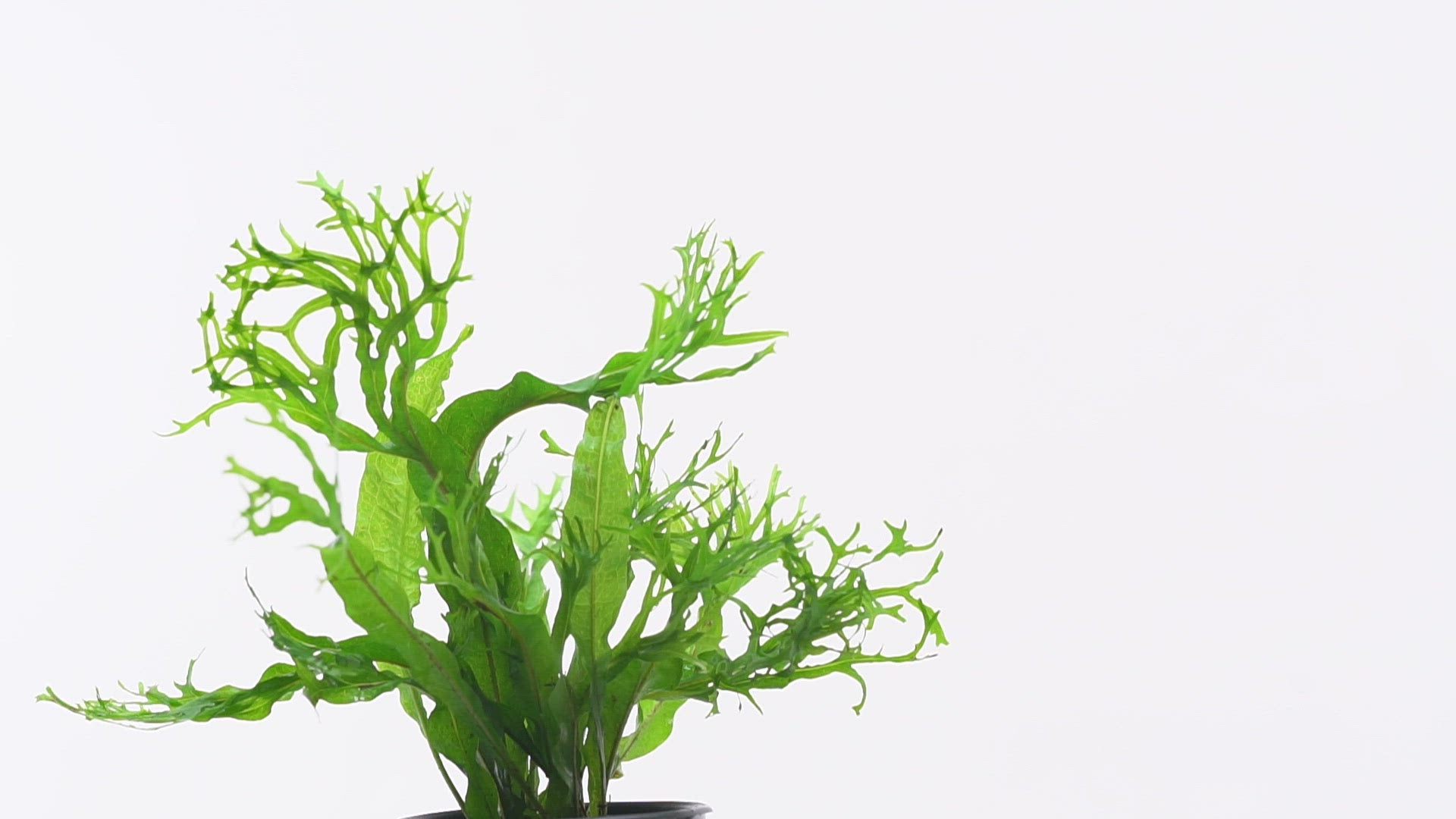 Microsorum Pteropus 'Windelov' - Glass Aqua