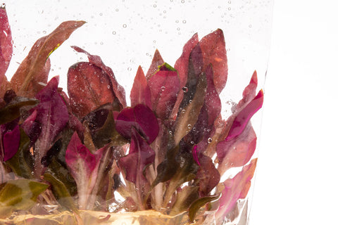 Alternanthera Reineckii Mini Tissue Culture Aquarium Plant