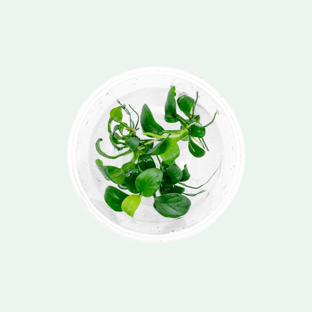 Shop Anubias Nana Petite Tissue Culture Aquatic Plants - Glass Aqua