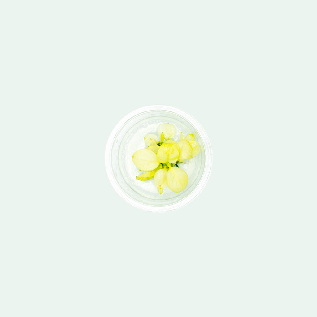 Shop Anubias Nana Snow White Aquatic Plants - Glass Aqua