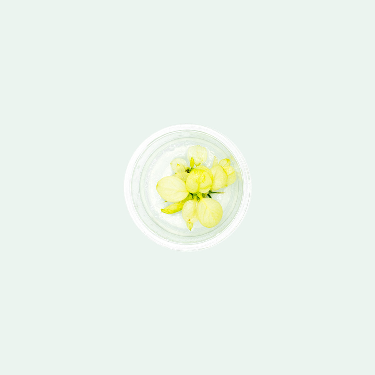 Shop Anubias Nana Snow White Aquatic Plants - Glass Aqua