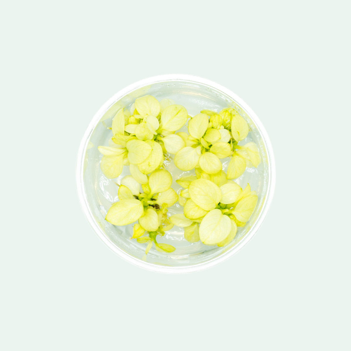 Shop Anubias Nana Snow White Aquatic Plants - Glass Aqua