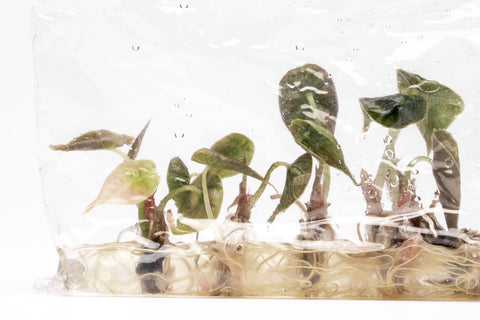Alocasia Azlanii | Jewel Alocasia, Rare House Plant - Glass Aqua