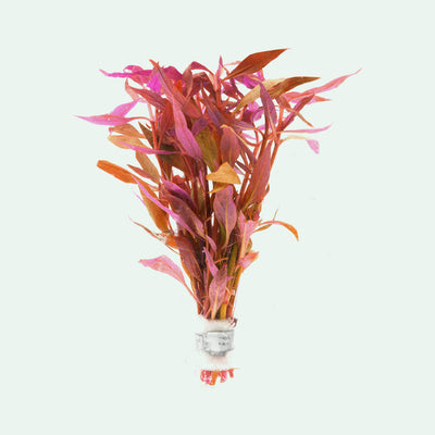 Alternanthera Lilacina - Glass Aqua