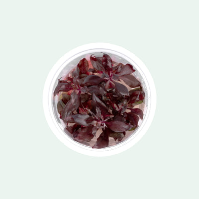Alternanthera Reineckii Bronze Tissue Culture Aquarium Plant