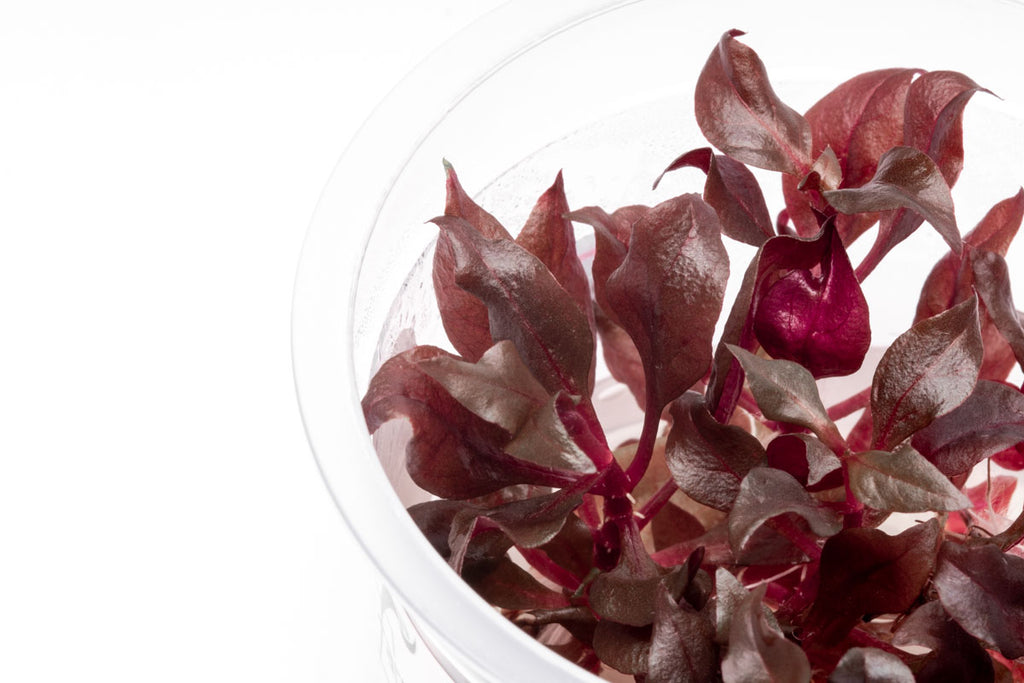 Alternanthera Reineckii Bronze Tissue Culture Aquarium Plant