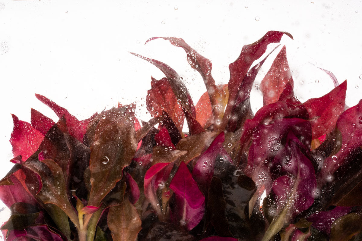 Alternanthera Lilacina - Glass Aqua