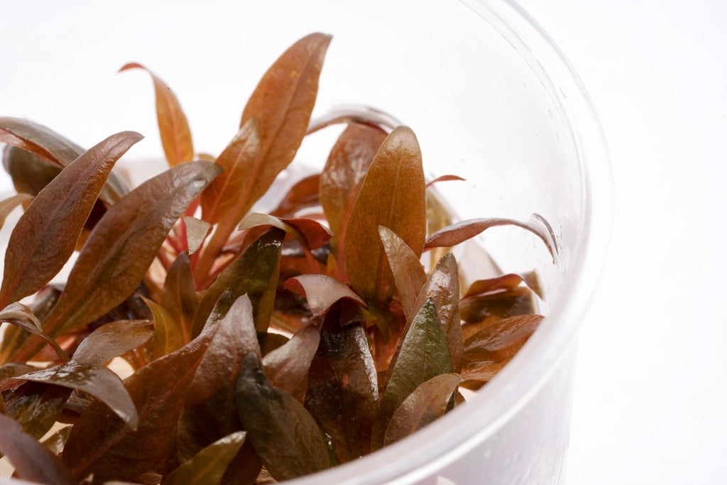 Alternanthera Reineckii Mini - Glass Aqua