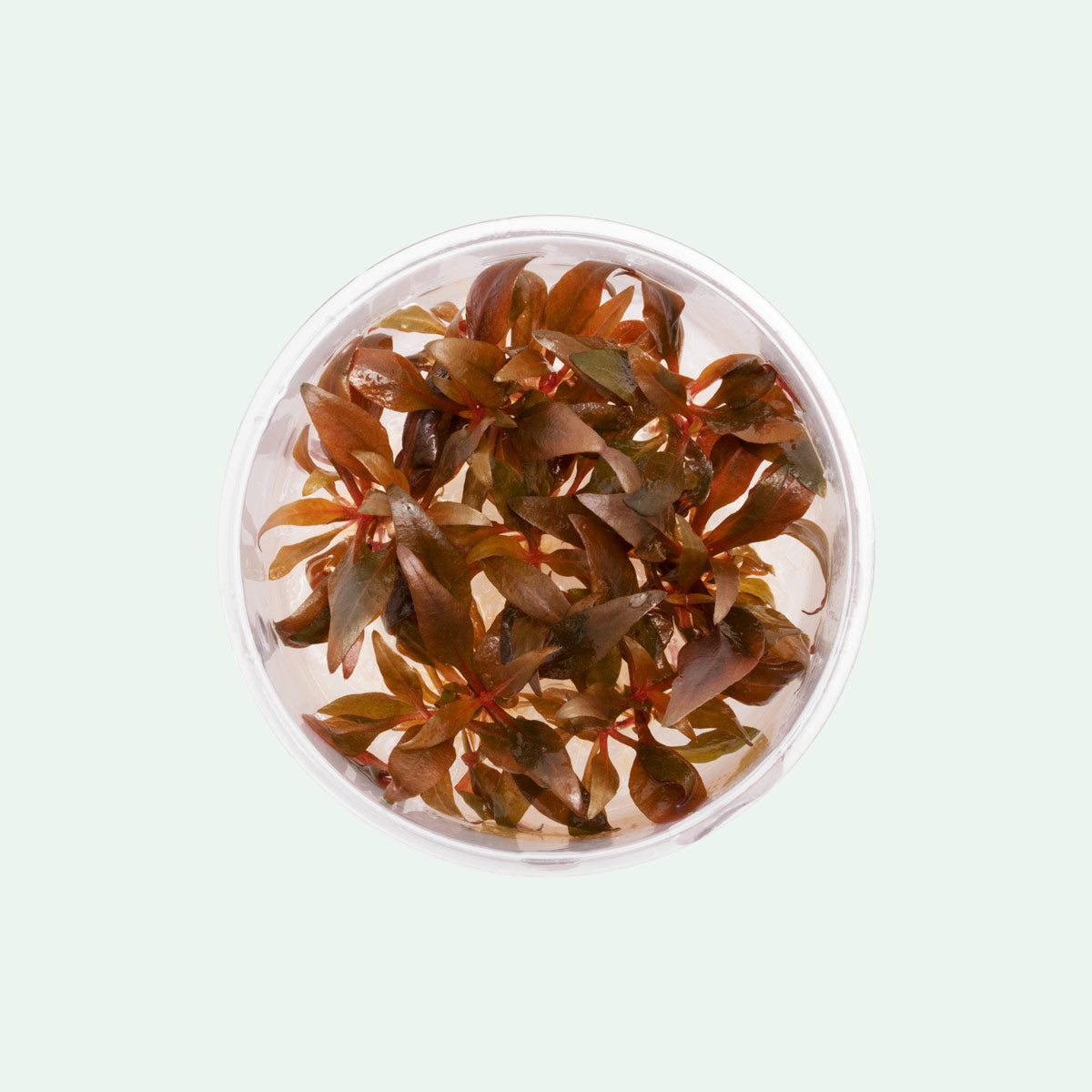Alternanthera Reineckii Mini - Glass Aqua