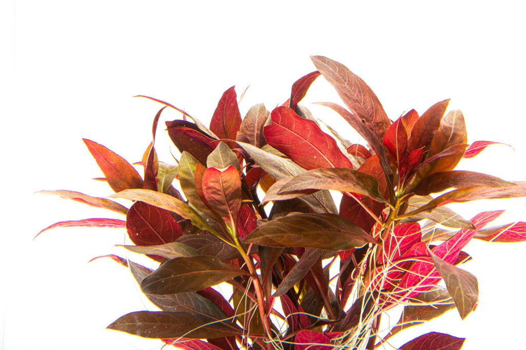 Alternanthera Reineckii - Glass Aqua