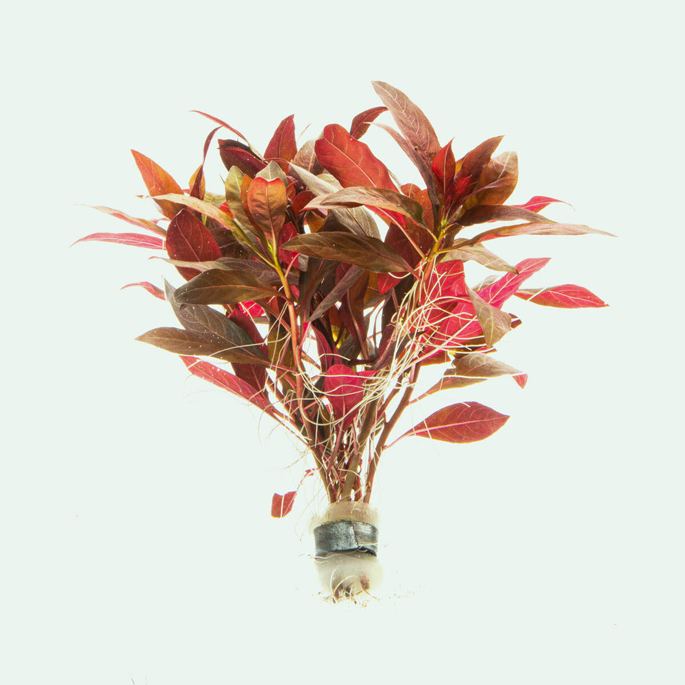 Alternanthera Reineckii - Glass Aqua