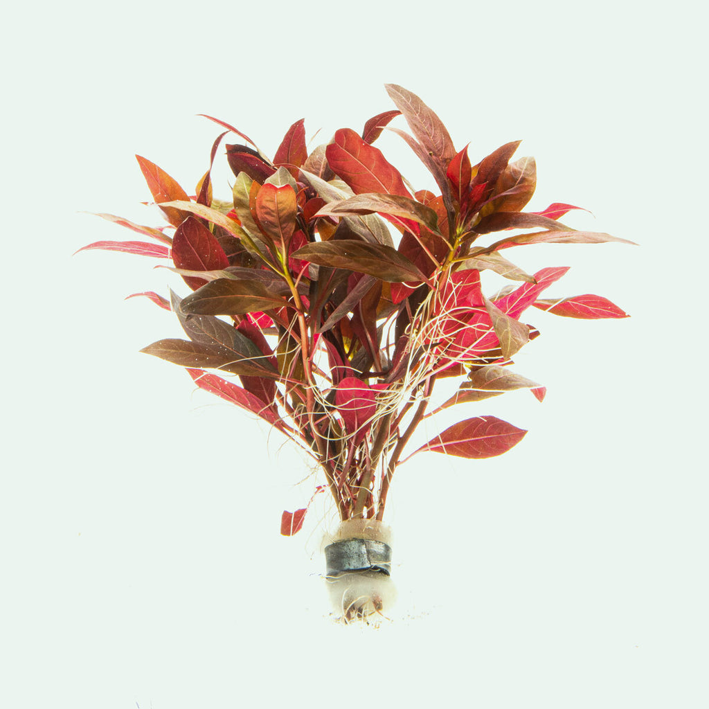 Alternanthera Reineckii - Glass Aqua